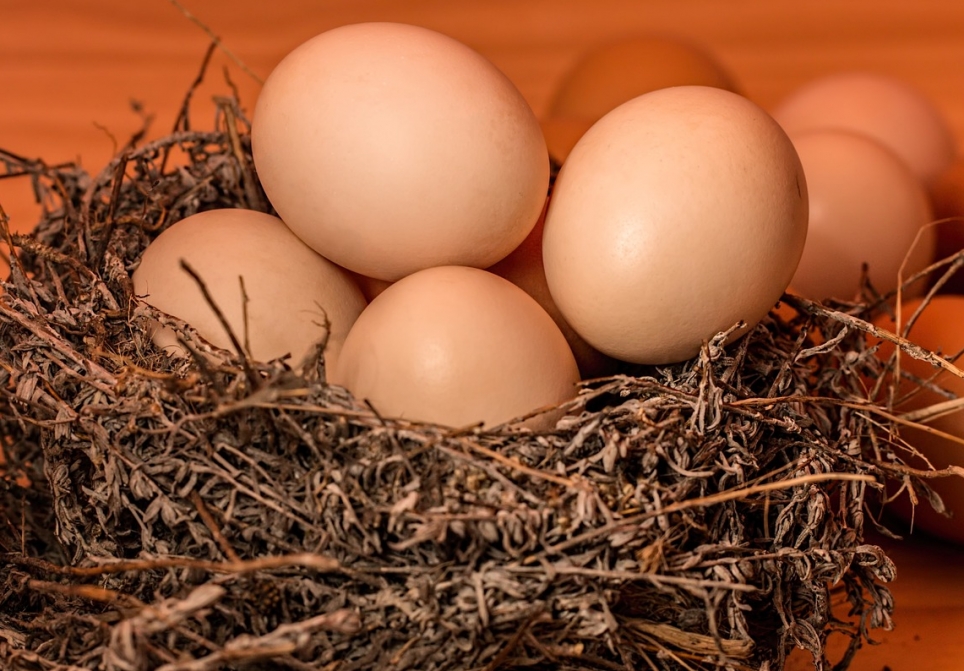 Przemyślane zakupy jaj – kwestia dobrostanu zwierząt hodowlanych w Europie