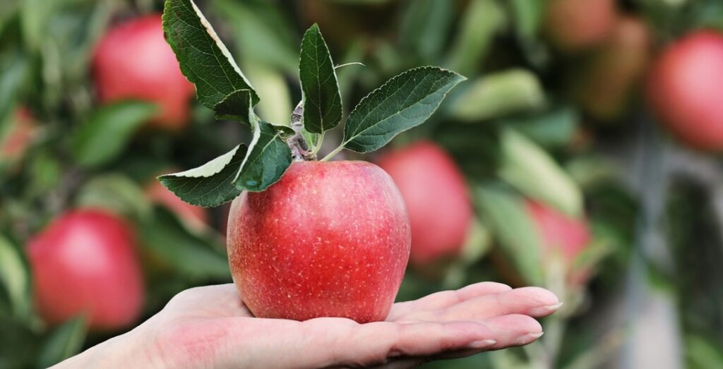 Proces odchudzania wspierany przez codzienne spożywanie octu jabłkowego